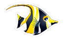 Angel fish
