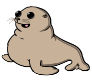 baby seal