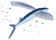 flying-fish