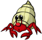 Hermit crab