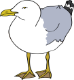 seagull