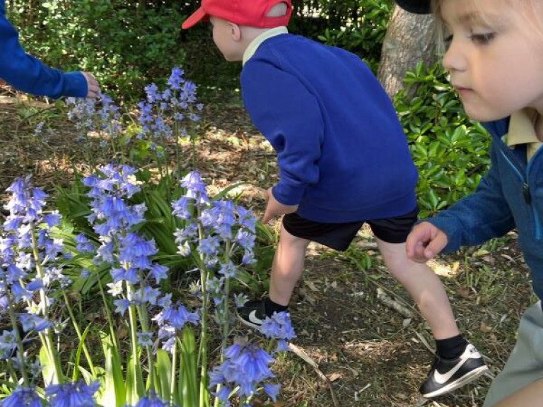 SWINS Nursery bluebells